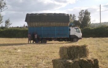 Hay bales for sale