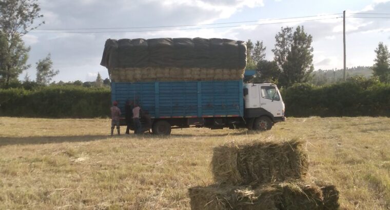 Hay bales for sale