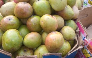 Apple mangoes