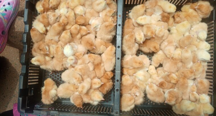 DAY OLD CHICKS