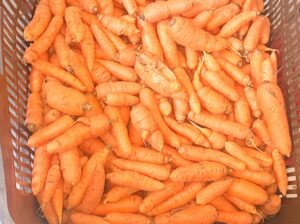 Carrots Available