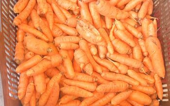 Carrots Available
