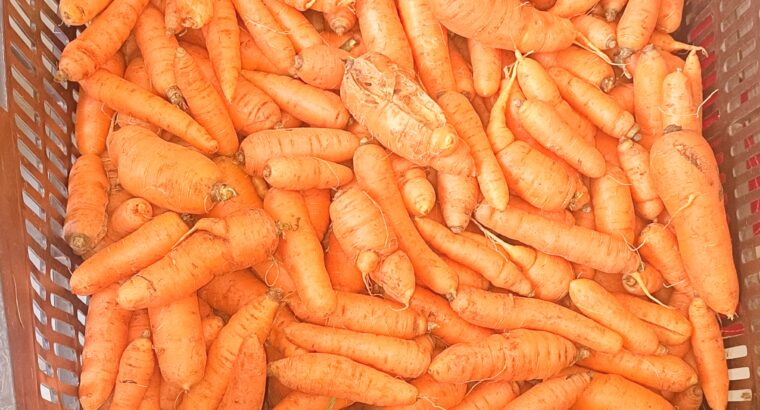 Carrots Available