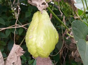 Cayotte fruit/vegetable