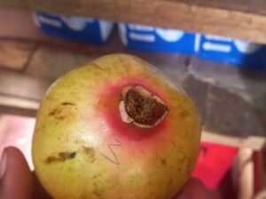 Pomegranate fruits