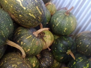 Fresh pumkins