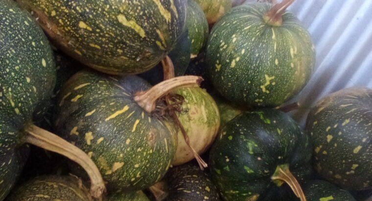 Fresh pumkins