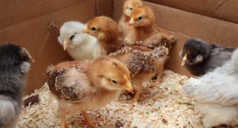 DAY OLD CHICKS