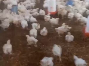 Broilers chicken for sale
