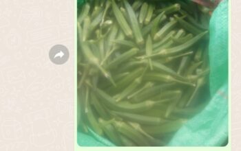 Selling fresh Okra