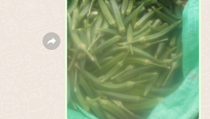 Selling fresh Okra