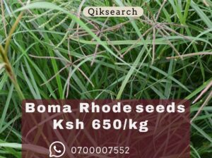 BOMA RHODES SEEDS