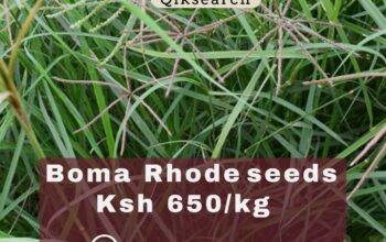 BOMA RHODES SEEDS