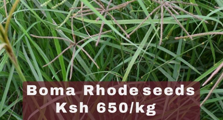 BOMA RHODES SEEDS