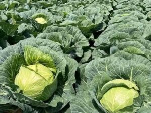 Cabbages available 17shs. Each