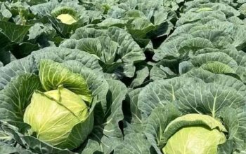 Cabbages available 17shs. Each