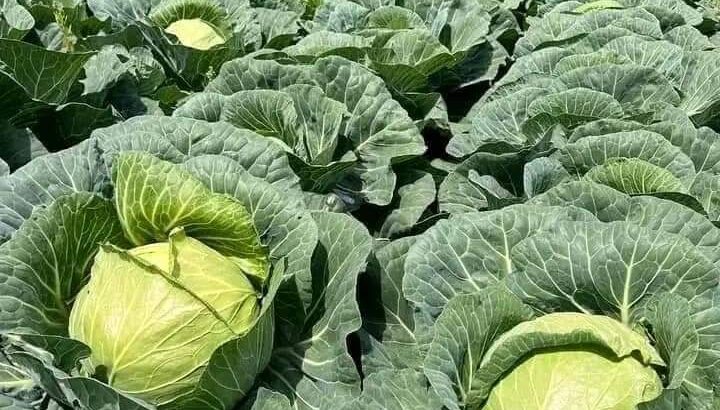 Cabbages available 17shs. Each