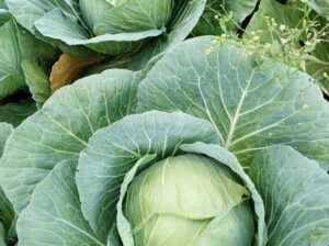 Fresh Cabbages for Sales