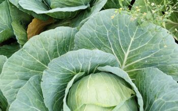 Fresh Cabbages for Sales