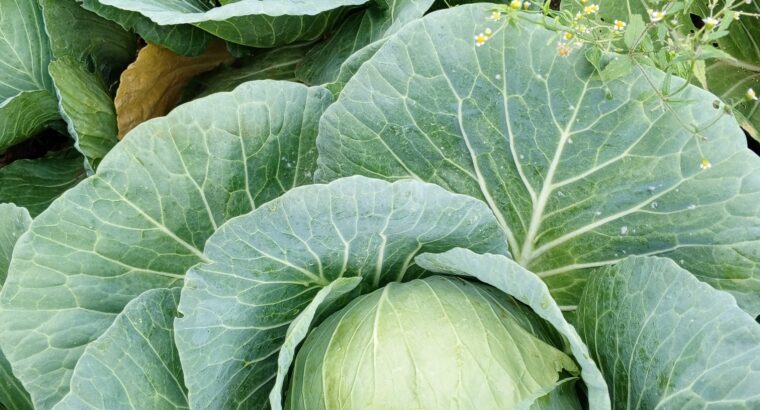 Fresh Cabbages for Sales