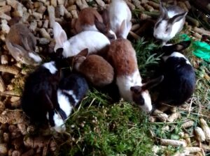 Rabbits For sale