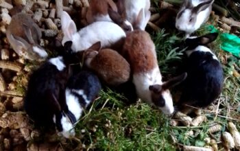 Rabbits For sale