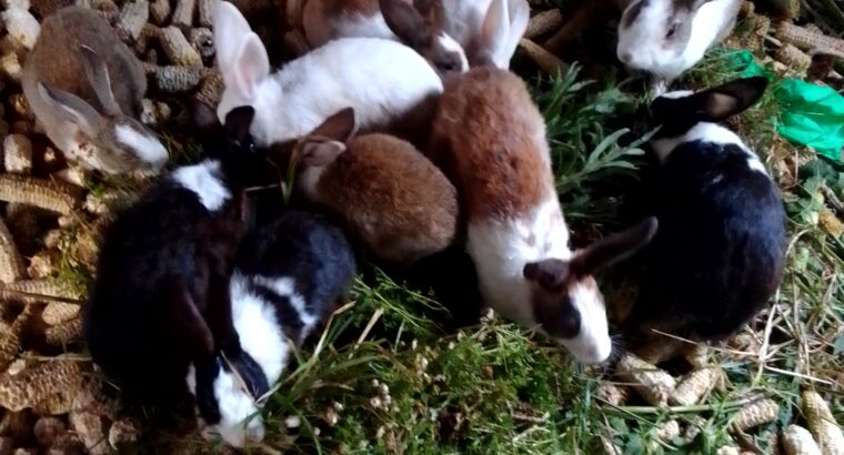 Rabbits For sale