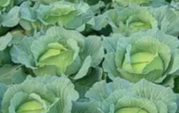 Cabbages