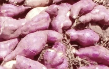 Sale of sweet potatoes