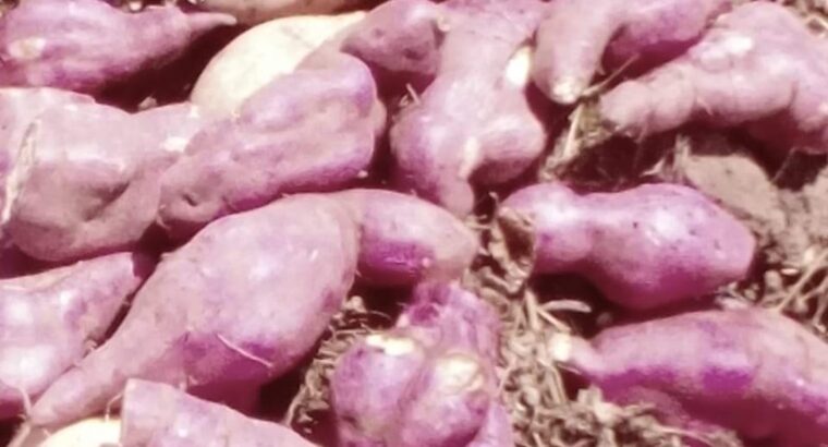 Sale of sweet potatoes