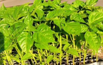 Habanero chillies seedlings