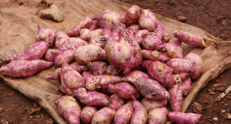 Sweet potatoes