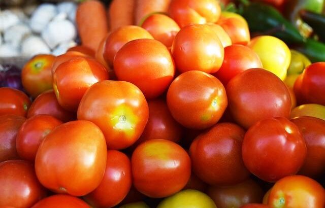 FRESH TOMATOES