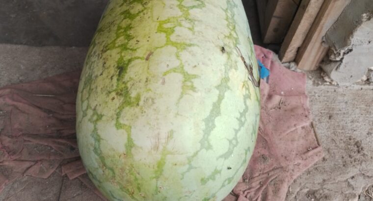 Quality Watermelon