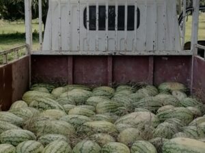 Watermelons sukari F1