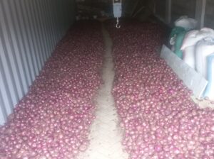 Well dried Red Bulb Onions
