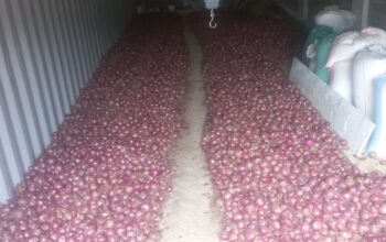 Well dried Red Bulb Onions