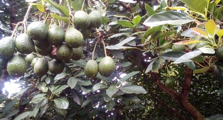 Fresh unripe avocados