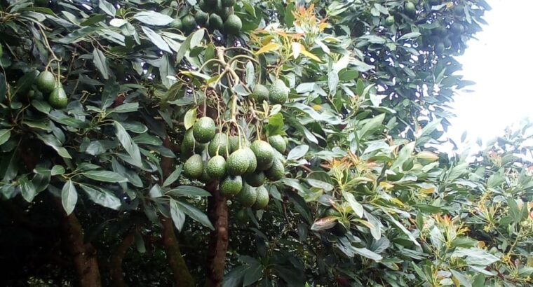 Fresh unripe avocados