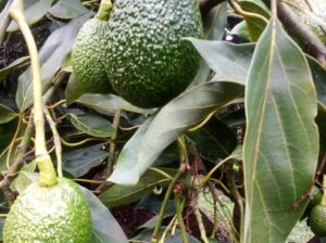 Fresh unripe avocados