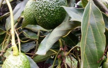 Fresh unripe avocados