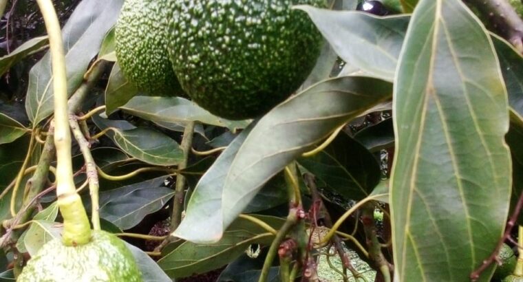 Fresh unripe avocados