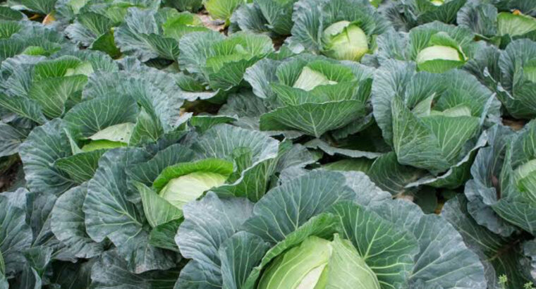 Cabbages needed