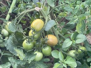 Fresh A grade tomatoes