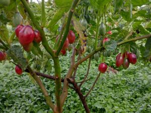 Tree tomato/Tamarillo Fruits