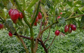 Tree tomato/Tamarillo Fruits