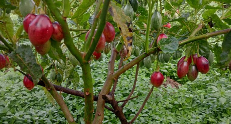 Tree tomato/Tamarillo Fruits