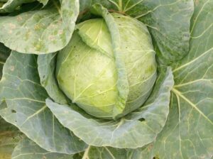 Cabbages available @ Ksh 40