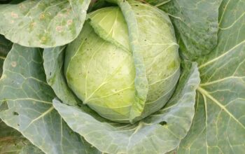 Cabbages available @ Ksh 40