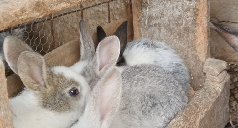 Rabbits on sale